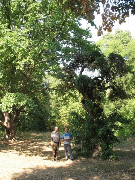 parc brebu|Parcul Brebu 